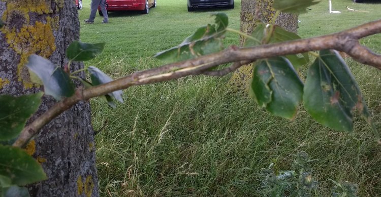 Emily shot through a branch